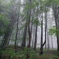Το μυστήριο των άσωτων τόπων Γιατί οι άνθρωποι περπατούν σε κύκλους στο δάσος