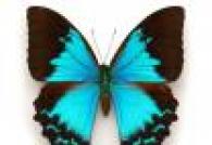 Lepidoptera - red žuželk s popolno preobrazbo Metulj sesalec