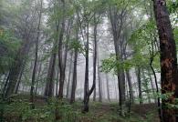 Skrivnost izgubljenih krajev Zakaj ljudje v gozdu hodijo v krogih