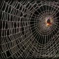 Why don't spiders stick to their own webs?