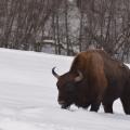 Naoružani do zuba.  Razgovor sa Valerom.  Kavkaski bizon: stranice istorije Zašto su se bizoni vratili u kavkaski rezervat