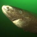 Cá mập vùng cực Greenland: mô tả, tính năng và sự thật thú vị Sự thật thú vị về cá mập Greenland