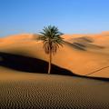 Plantes qui poussent dans le désert