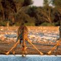 Hvad er habitatet for giraffer, og hvordan tilpasser de sig til det?