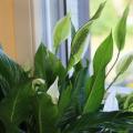 Spathiphyllum: signs and superstitions