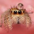 Tại sao nhện xuất hiện trong nhà: dấu hiệu dân gian Sự xuất hiện của nhện trong nhà có ý nghĩa gì?