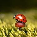 Ladybug in Slavic mythology and the mythology of the peoples of the world