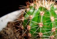 Pourquoi rêvez-vous d'un cactus dans un pot ? Livre de rêves Pourquoi rêvez-vous d'un cactus qui fleurit dans un pot ?