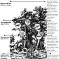 Kogukondade evolutsioon (pärimisõpetus)