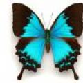 Lepidoptera - order of insects with complete transformation Butterfly mammal